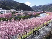 河津桜