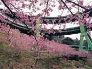 河津桜