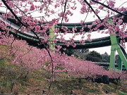 河津桜