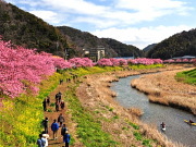 河津桜